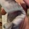 Christina Khalil Nipple Slips Directors Cut Livestream Leaked
